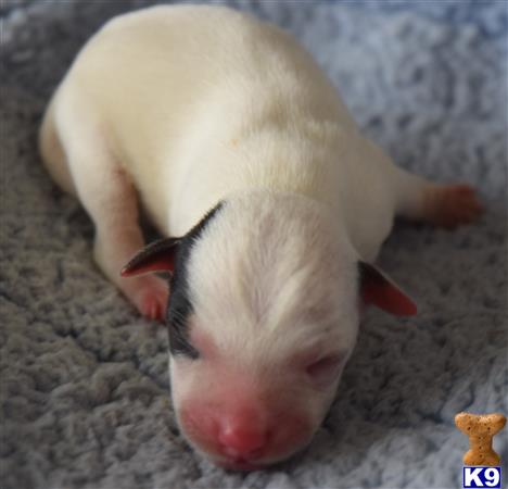 a pig lying on a blanket