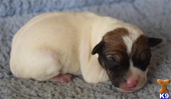 a small pig lying on a blanket