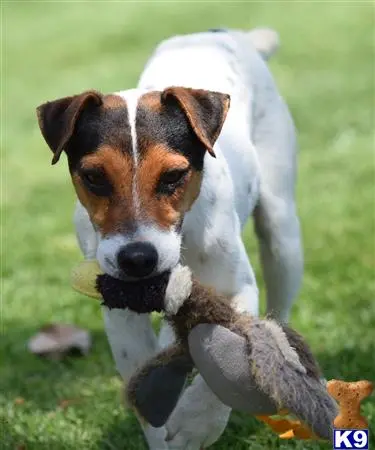 Jack Russell Terrier stud dog