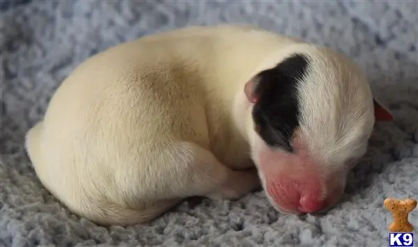 Jack Russell Terrier puppy for sale