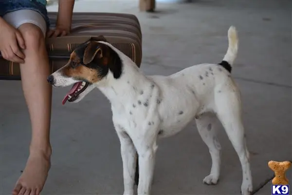 Jack Russell Terrier stud dog