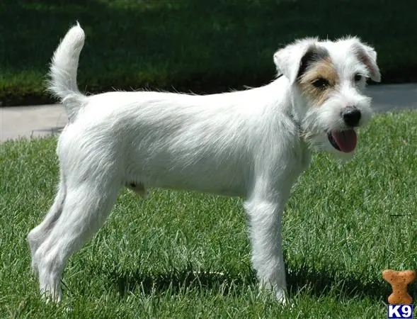 Jack Russell Terrier puppy for sale