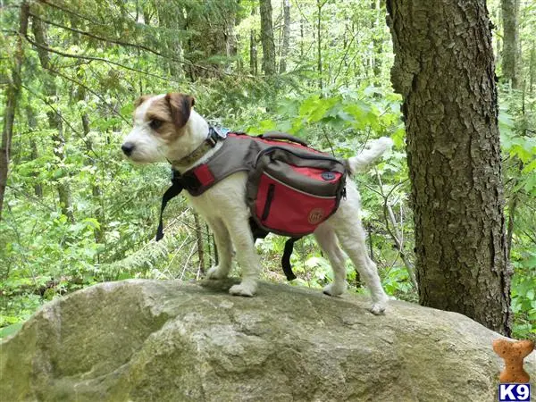 Jack Russell Terrier puppy for sale