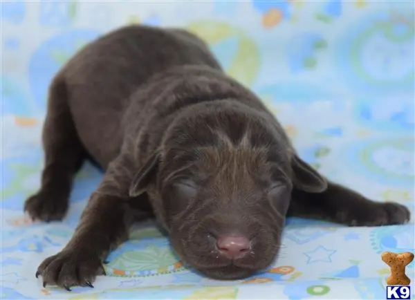 Labrador Retriever