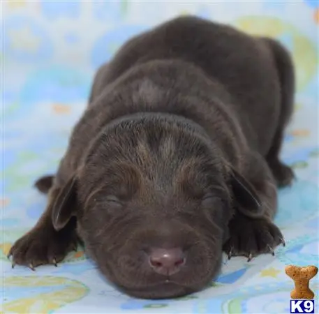 Labrador Retriever puppy for sale