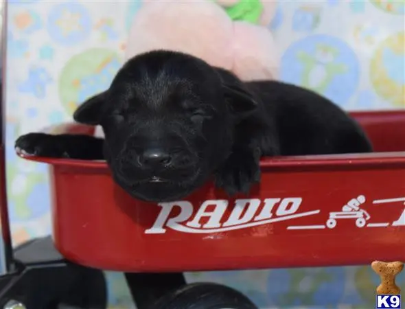 Labrador Retriever puppy for sale