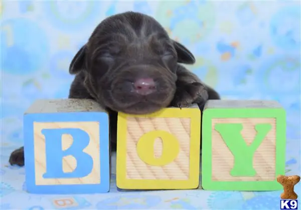 Labrador Retriever puppy for sale