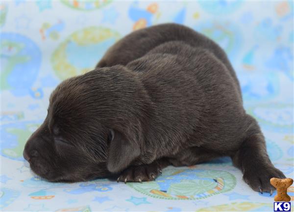 Labrador Retriever puppy for sale