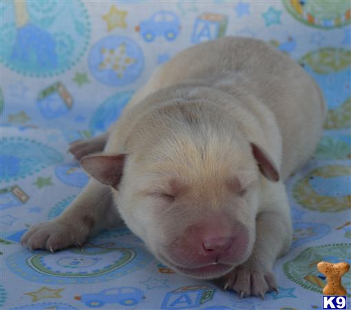 Labrador Retriever puppy for sale