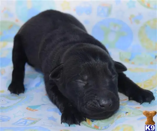 Labrador Retriever puppy for sale