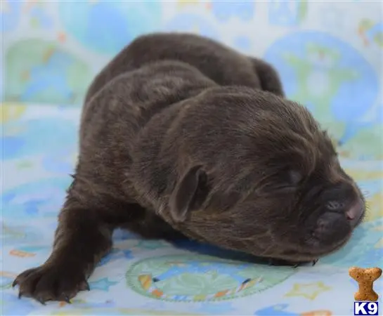 Labrador Retriever puppy for sale