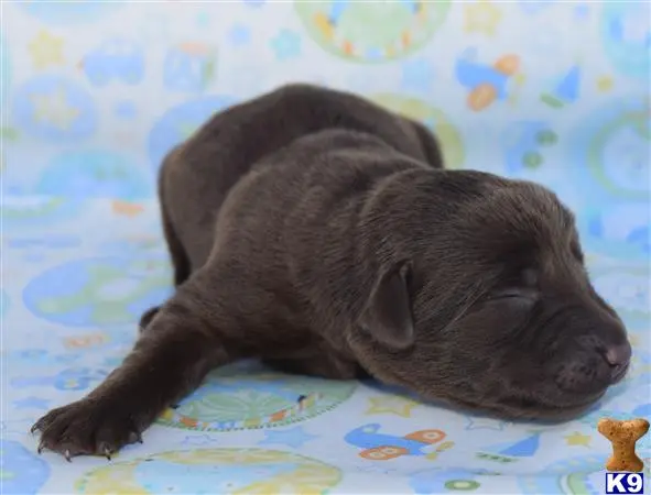 Labrador Retriever puppy for sale