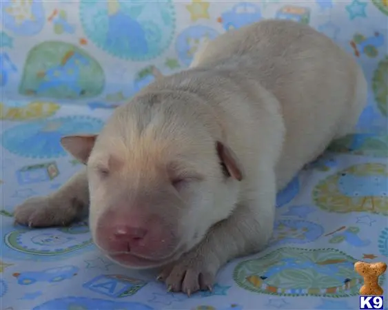 Labrador Retriever puppy for sale