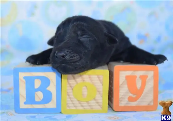 Labrador Retriever puppy for sale