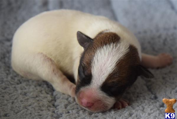 Parson Russell Terrier puppy for sale