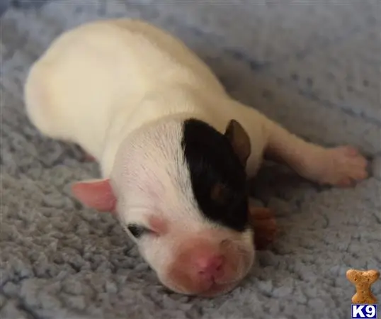 Parson Russell Terrier puppy for sale