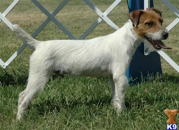 Parson Russell Terrier puppy for sale