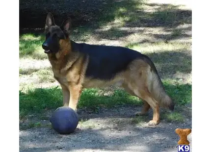 German Shepherd