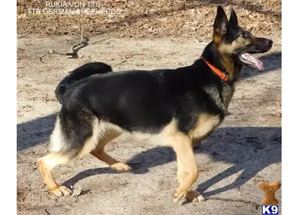 German Shepherd