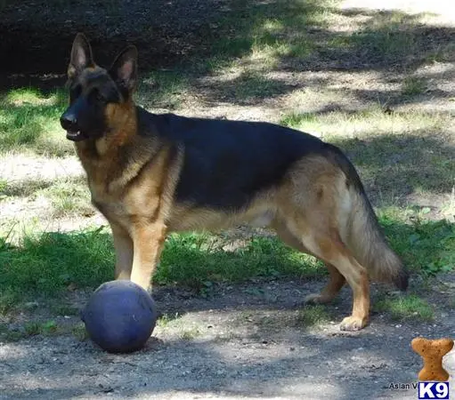 German Shepherd stud dog