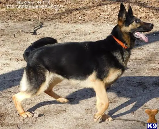 German Shepherd