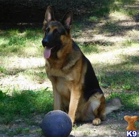 German Shepherd stud dog