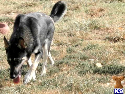 German Shepherd dog