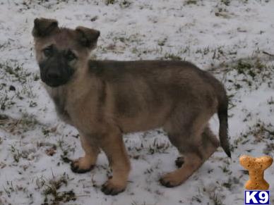 german shepherd puppy posted by wendywilson