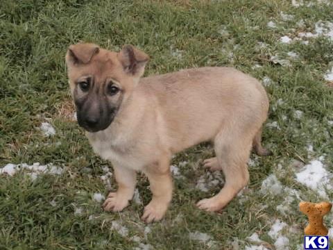 german shepherd puppy posted by wendywilson
