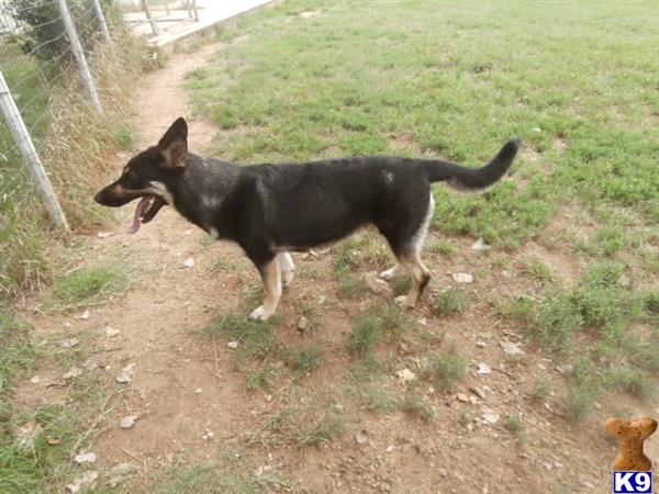 German Shepherd dog