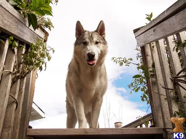 Wolf Dog stud dog