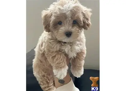 Maltipoo