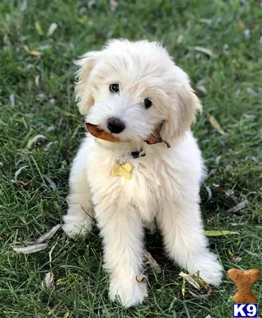 Goldendoodles puppy for sale