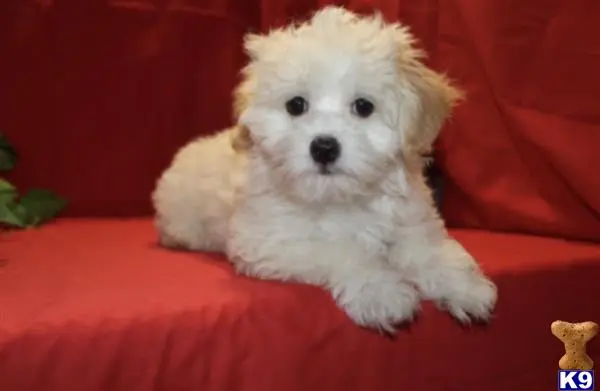 Goldendoodles puppy for sale