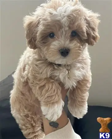 Maltipoo