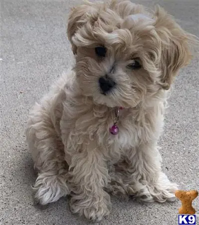 Maltipoo puppy for sale