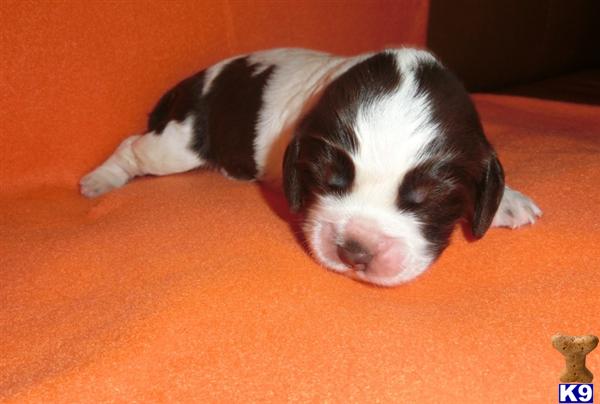 English Springer Spaniel