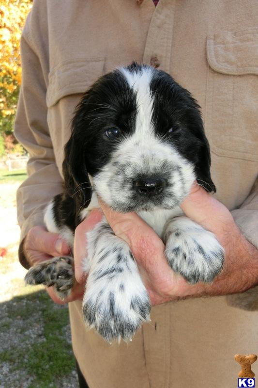 English Springer Spaniel