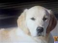 Golden Retriever stud dog: Golden Retriever with a light golden coat, sitting calmly