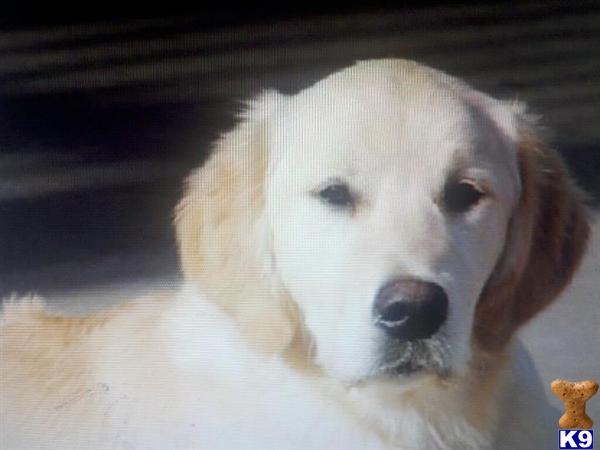 Golden Retriever stud dog