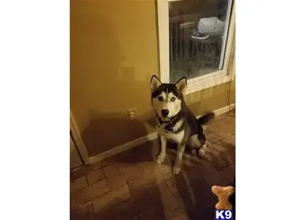 Siberian Husky