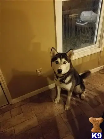 Siberian Husky stud dog