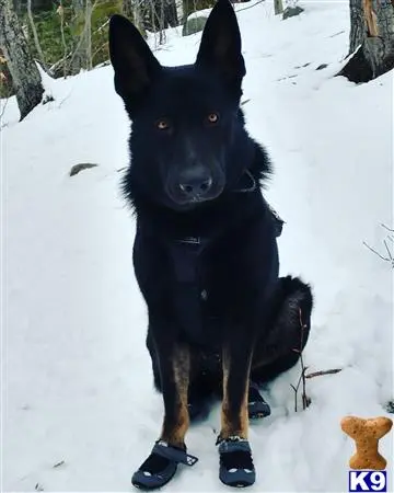 German Shepherd stud dog