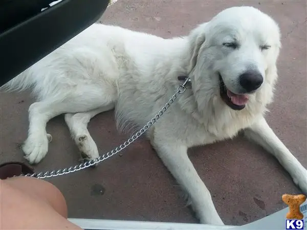 Great Pyrenees stud dog