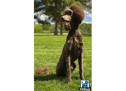 a poodle dog standing in a grassy area