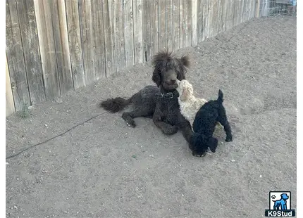 a group of poodle dogs playing in the sand
