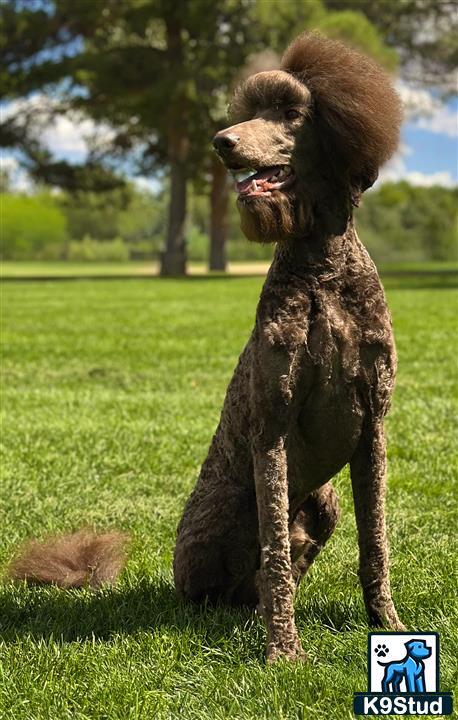 a poodle dog standing in a grassy area