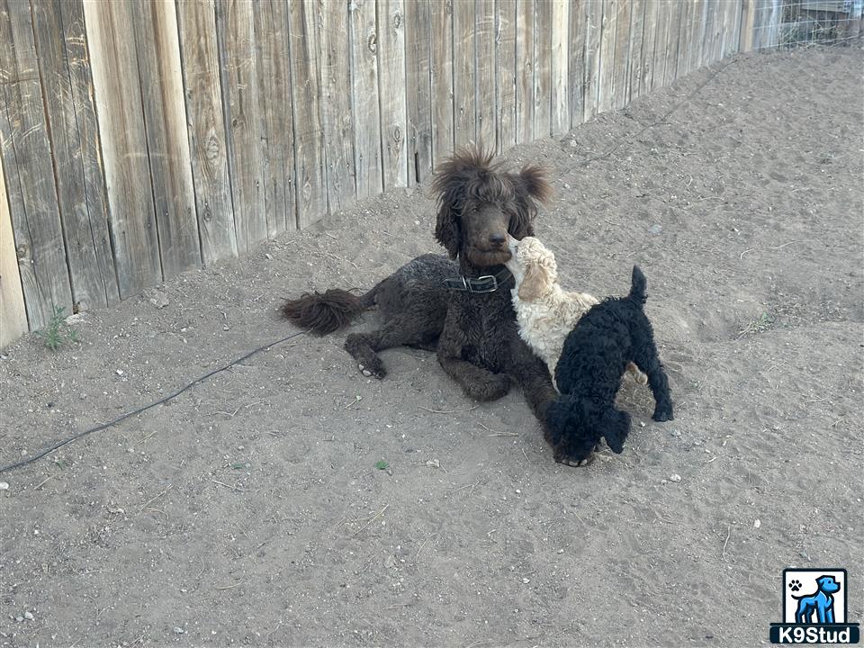 a group of poodle dogs playing in the sand