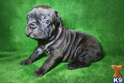 French Bulldog