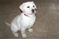 labrador retriever puppy posted by whitefaceriverrun